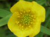 Meadow Buttercup (Ranunculus acris)