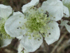 Bramble/Blackberry flower (Rubus fruticosus agg)
