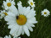 Oxeye daisy (Leucanthemum vulgare) (syn. Chrysanthemum leucanthemum)