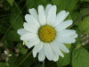 Oxeye daisy (Leucanthemum vulgare) (syn. Chrysanthemum leucanthemum)