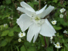 White Campion (Silene alba)