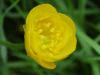 Meadow Buttercup (Ranunculus acris)