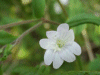 A Pale Willowherb (Epilobium rosium)
