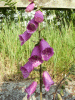 Digitalis Purpurea (ordinary wild foxglove)