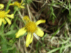 Alpine Ragwort (Senecio squalidus)