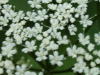 Something of the Carrot family (White Umbellifer)
