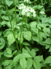 Something of the Carrot family (White Umbellifer)