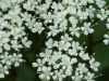 Something of the Carrot family (White Umbellifer)