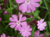 Red Campion (Silene dioica)