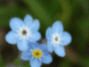 Field Forget-me-nots (Myosotis arvensis)