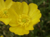 Meadow Buttercup (Ranunculus acris)