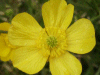 Meadow Buttercup (Ranunculus acris)
