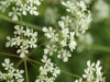 Cow Parsley (Anthriscus sylvestris)