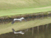 Heron flying low over the canal