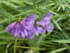 Tufted Vetch (Vicia cracca)