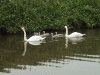 Mute swans and Cygnets