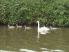 Mute swans and Cygnets