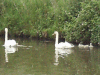 Mute swans and Cygnets