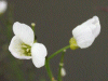 Cuckoo Flowers (Cardamine pratensis agg)
