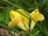 Common Bird's-foot trefoil (Lotus corniculatus)