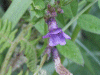 Bush Vetch (Vicia sepium)