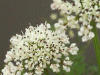 Hemlock (Conium maculatum)