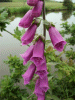 Digitalis Purpurea (ordinary wild foxglove)
