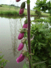 Digitalis Purpurea (ordinary wild foxglove)