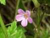 Herb-Robert (Geranium robertianum)