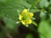 Wood Aven/Herb Bennet (Geum urbanum)