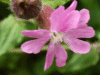 Red Campion (Silene dioica)