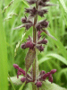 Hedge Woundwort (Stachys sylvatica)