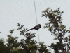 English Magpie