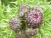 Budding thistle