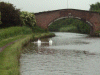 Mute Swans, Cygnets and Keckwick Bridge