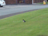 English Magpie