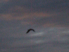Black headed gull on evening patrol over the canal