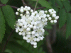 Hawthorn flowers (Crataegus monogyna)