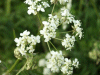 Cow Parsley (Anthriscus sylvestris)