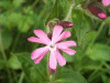 Red Campion (Silene dioica)