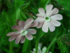 Red Campion (Silene dioica)