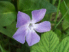 Greater Periwinkle (Vinca major)