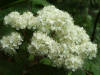 Hawthorn flowers (Crataegus monogyna)