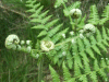 Growing ferns