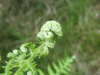 Growing ferns