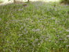 Carpet of Bluebells (Hycanthinoides non-scripta)