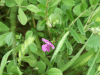 Common Vetch (Vicia sativa)