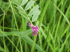 Common Vetch (Vicia sativa)r