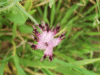 Most likely a form of Common Fumitory (Fumaria officinalis)