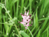 Most likely a form of Common Fumitory (Fumaria officinalis)